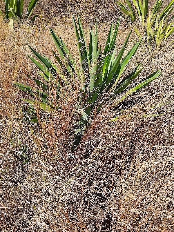 13. Agave sisalana Sisal Asparagaceae STENONATURALISE  Pot ENVAHISSANT 13 .jpeg