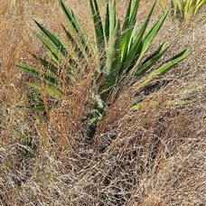 13. Agave sisalana Sisal Asparagaceae STENONATURALISE  Pot ENVAHISSANT 13 .jpeg