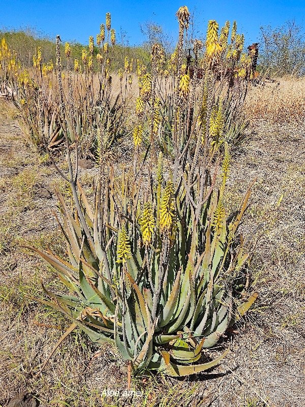 14. Aloe vera Aloès amer Asphodelaceae CULTIVE 14.jpeg