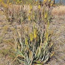 14. Aloe vera Aloès amer Asphodelaceae CULTIVE 14.jpeg