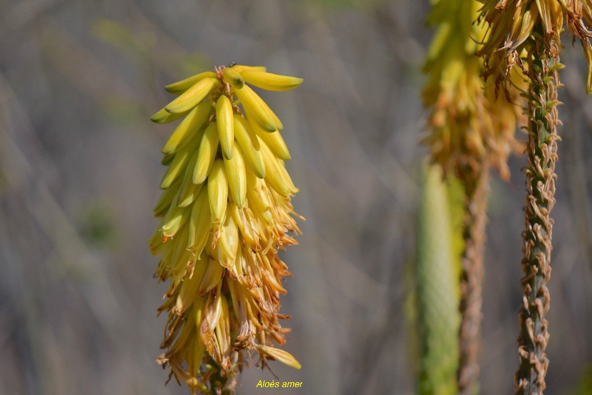 15. Aloe vera Aloès amer Asphodelaceae CULTIVE 15.jpeg