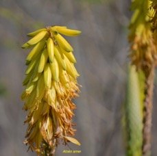 15. Aloe vera Aloès amer Asphodelaceae CULTIVE 15.jpeg