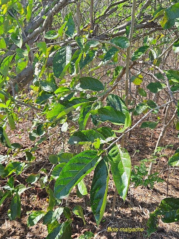 16. Ehretia cymosa Bois malgache Ehretiaceae STENONATURALISE Envahissant seulement en milieux perturbés 16 .jpeg