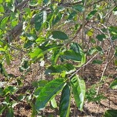 16. Ehretia cymosa Bois malgache Ehretiaceae STENONATURALISE Envahissant seulement en milieux perturbés 16 .jpeg