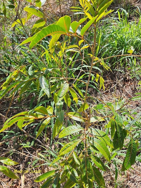 17. Cossinia pinnata Bois de Judas Sapindaceae ENDEMIQUE La Réunion, Maurice  17.jpeg