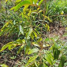 17. Cossinia pinnata Bois de Judas Sapindaceae ENDEMIQUE La Réunion, Maurice  17.jpeg