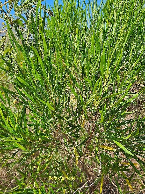 18. Dodonaea viscosa Bois d'arnette Sapi ndaceae INDIGENE La Réunion 18 .jpeg