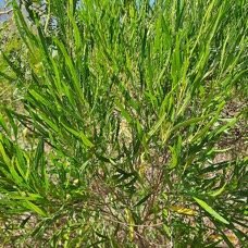 18. Dodonaea viscosa Bois d'arnette Sapi ndaceae INDIGENE La Réunion 18 .jpeg