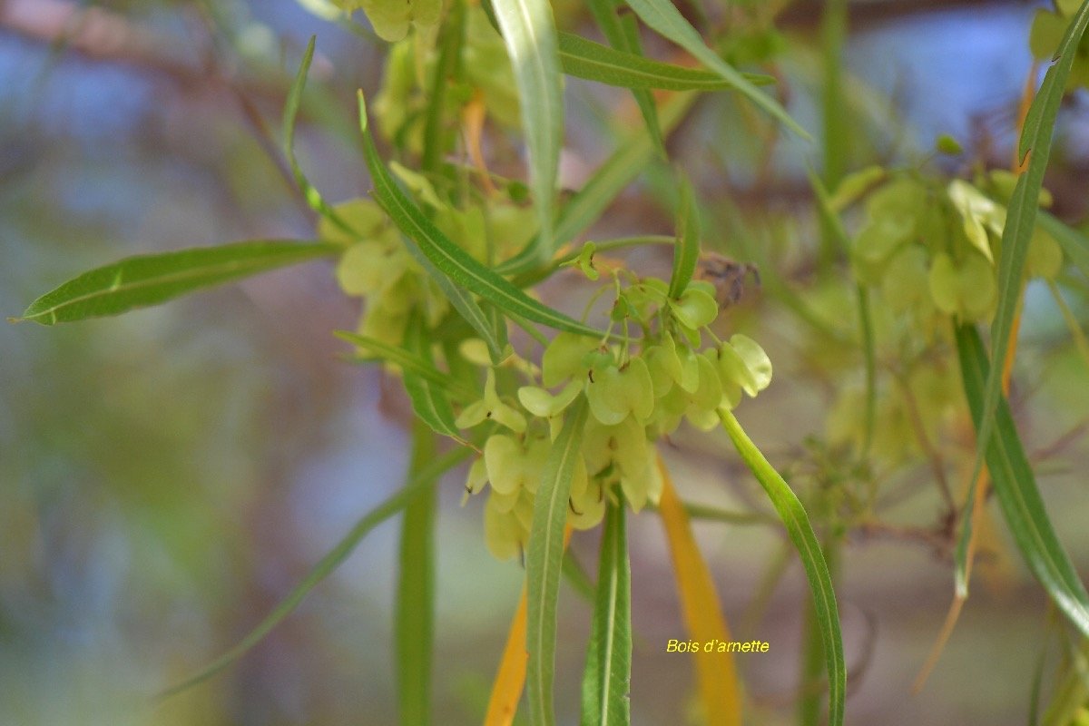 19. Dodonaea viscosa Bois d'arnette Sapi ndaceae INDIGENE LA Réunion 19 .jpeg