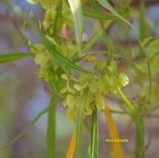 19. Dodonaea viscosa Bois d'arnette Sapi ndaceae INDIGENE LA Réunion 19 .jpeg
