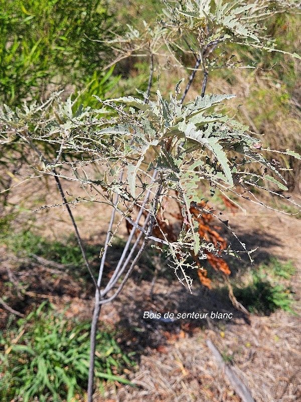20. Ruizia cordata Bois de senteur blanc  Malvaceae ENDEMIQUE La Réunion 20.jpeg