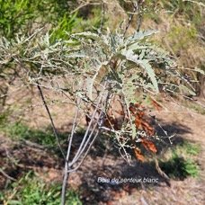 20. Ruizia cordata Bois de senteur blanc  Malvaceae ENDEMIQUE La Réunion 20.jpeg
