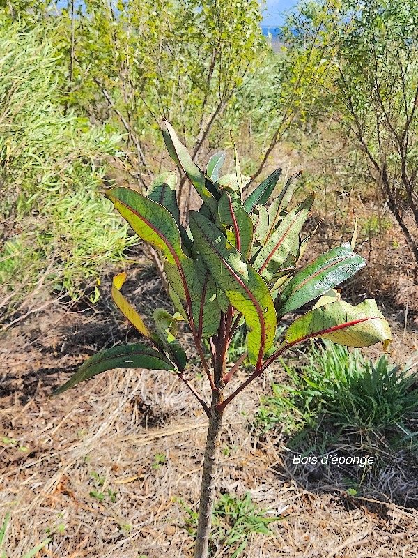 21. Polyscias custipongia Bois d'éponge  Araliaceae ENDEMIQUE La Réunion .jpeg