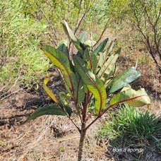 21. Polyscias custipongia Bois d'éponge  Araliaceae ENDEMIQUE La Réunion .jpeg