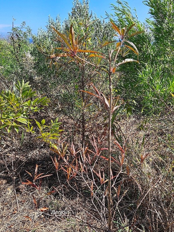 22. Terminalia bentzoe Benjoin Combretaceae ENDEMIQUE Mascareignes 22.jpeg