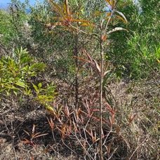 22. Terminalia bentzoe Benjoin Combretaceae ENDEMIQUE Mascareignes 22.jpeg