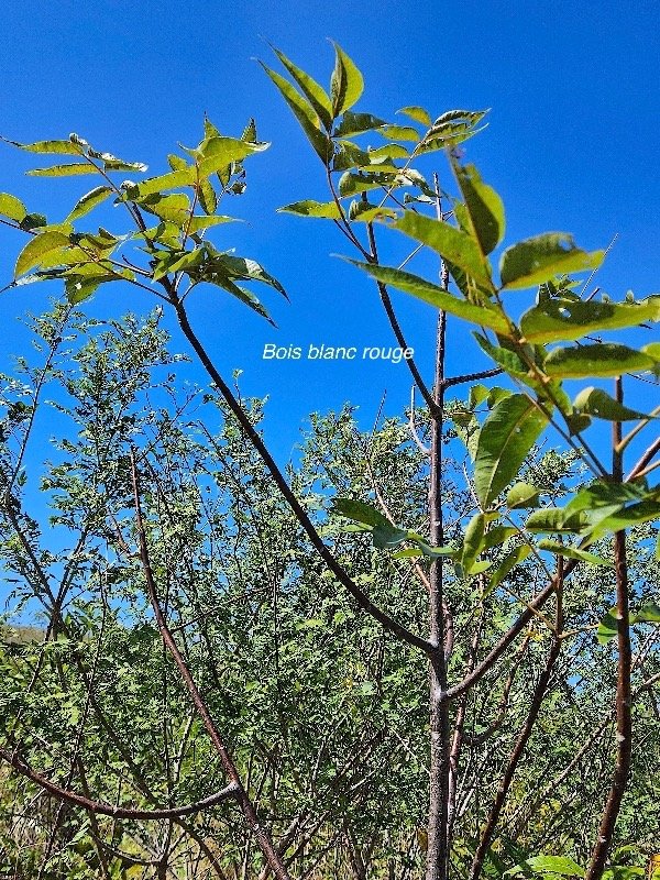 23. Poupartia borbonica Bois blanc rouge Anacardiaceae ENDEMIQUE La Réunion, Maurice 23.jpeg