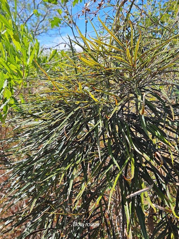 24. Elaeodendron orientale Bois rouge Celastraceae ENDEMIQUE Mascareignes 24.jpeg