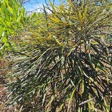 24. Elaeodendron orientale Bois rouge Celastraceae ENDEMIQUE Mascareignes 24.jpeg