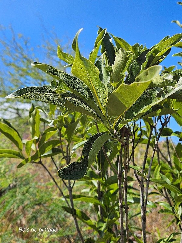 25. Cotosperma borbonicum Bois de pintade Rubia ceae ENDEMIQUE La Réunion, Maurice 25.jpeg
