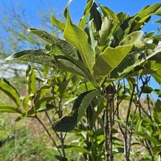25. Cotosperma borbonicum Bois de pintade Rubia ceae ENDEMIQUE La Réunion, Maurice 25.jpeg