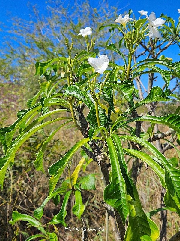 26. Plumeria pudica Apocynaceae CULTIVE 26.jpeg