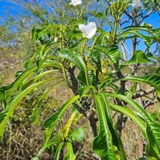 26. Plumeria pudica Apocynaceae CULTIVE 26.jpeg
