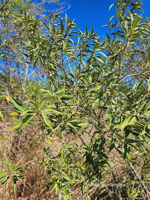 27. Volkameria heterophylla Bois de chenilles Lam iaceae ENDEMIQUE La Réunion, Maurice 27.jpeg