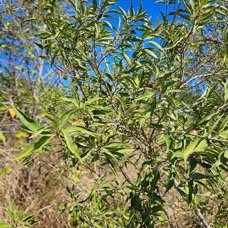 27. Volkameria heterophylla Bois de chenilles Lam iaceae ENDEMIQUE La Réunion, Maurice 27.jpeg