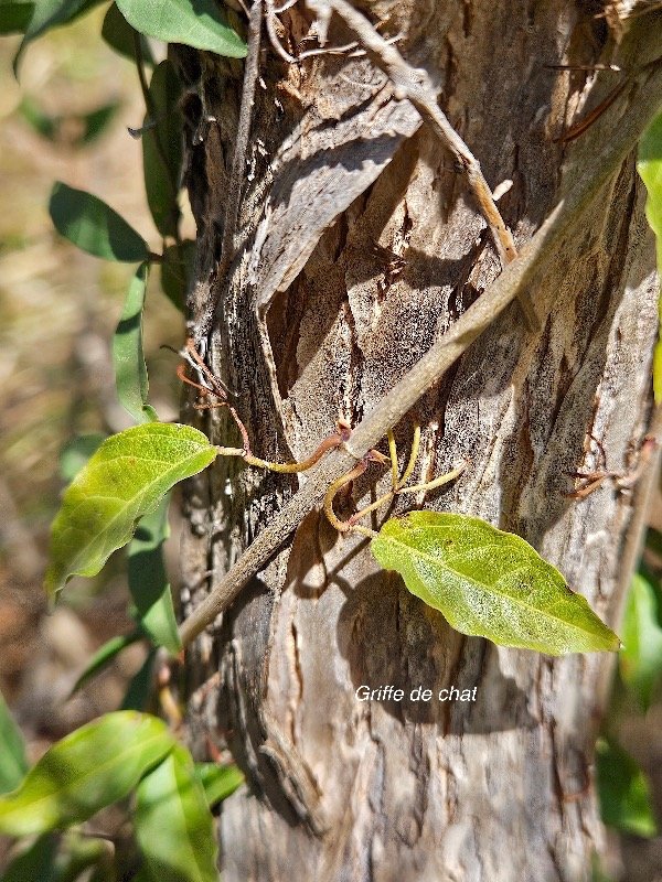 28. Dolichandra unguis-cati Griffe de chat Bignoniaceae STENONATURALISE E E 28.jpeg