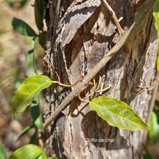 28. Dolichandra unguis-cati Griffe de chat Bignoniaceae STENONATURALISE E E 28.jpeg