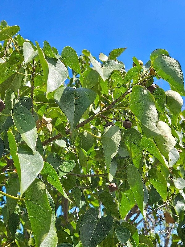 29. Thespesia populneoides Porche ́ Malvaceae INDIGENE ? 29.jpeg