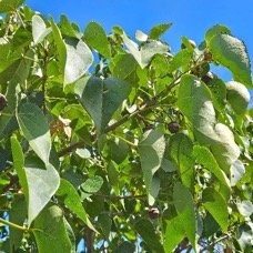 29. Thespesia populneoides Porche ́ Malvaceae INDIGENE ? 29.jpeg