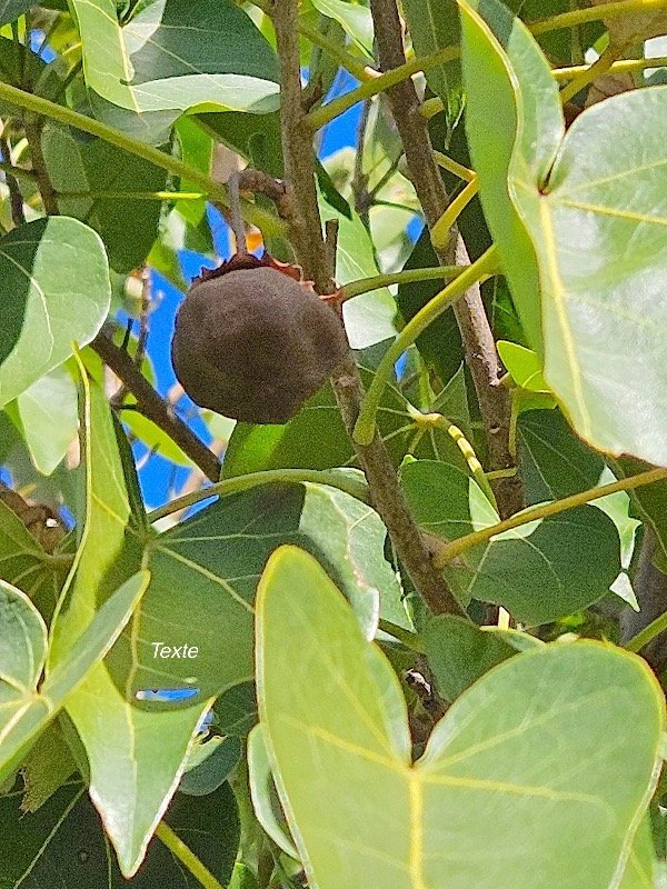 30. Thespesia populneoides Porché  Malvaceae INDIGENE ? 30 .jpeg