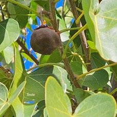 30. Thespesia populneoides Porché  Malvaceae INDIGENE ? 30 .jpeg