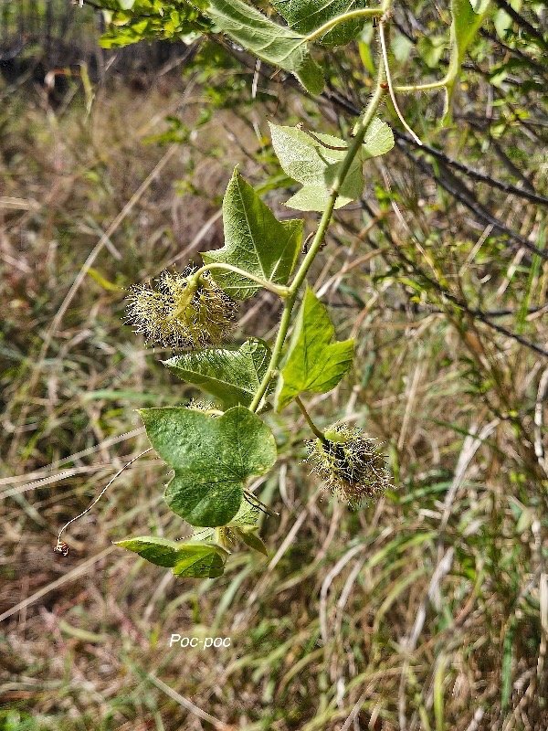 31. Passiflora foetida Poc-poc Passifloraceae Envah issant   seulement en milieux perturbés 31 .jpeg