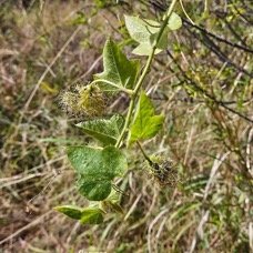 31. Passiflora foetida Poc-poc Passifloraceae Envah issant   seulement en milieux perturbés 31 .jpeg