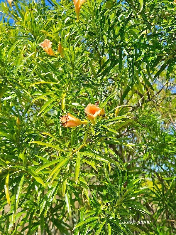 32.Cascabela thevetia Laurier jaune Apocynaceae CULTIVE Pot ENVAHISSANT 32.jpeg