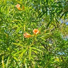 32.Cascabela thevetia Laurier jaune Apocynaceae CULTIVE Pot ENVAHISSANT 32.jpeg