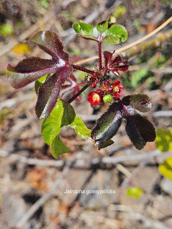 33. Jatropha gossypiifolia Euphorbiaceae Envahi ssant seulement en milieux perturbés .jpeg