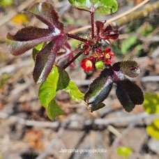 33. Jatropha gossypiifolia Euphorbiaceae Envahi ssant seulement en milieux perturbés .jpeg