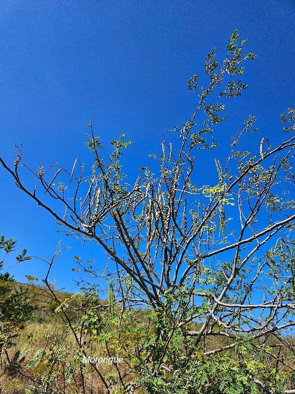 34. Moringa oleifera Morongue Moringaceae CULTIVE 34.jpeg