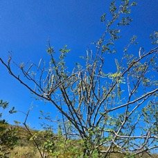 34. Moringa oleifera Morongue Moringaceae CULTIVE 34.jpeg