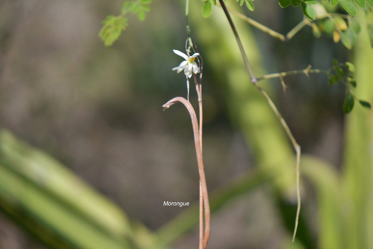 35. Moringa oleifera Morongue Moringaceae CULTIVE 35.jpeg