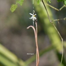 35. Moringa oleifera Morongue Moringaceae CULTIVE 35.jpeg