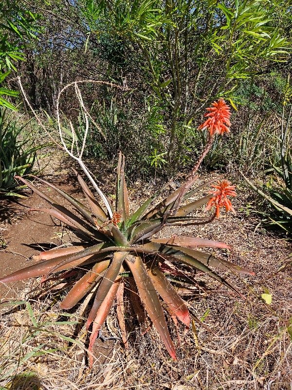 36. Aloe maculata ? Asphodelaceae 36 jpg.jpeg
