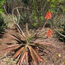 36. Aloe maculata ? Asphodelaceae 36 jpg.jpeg