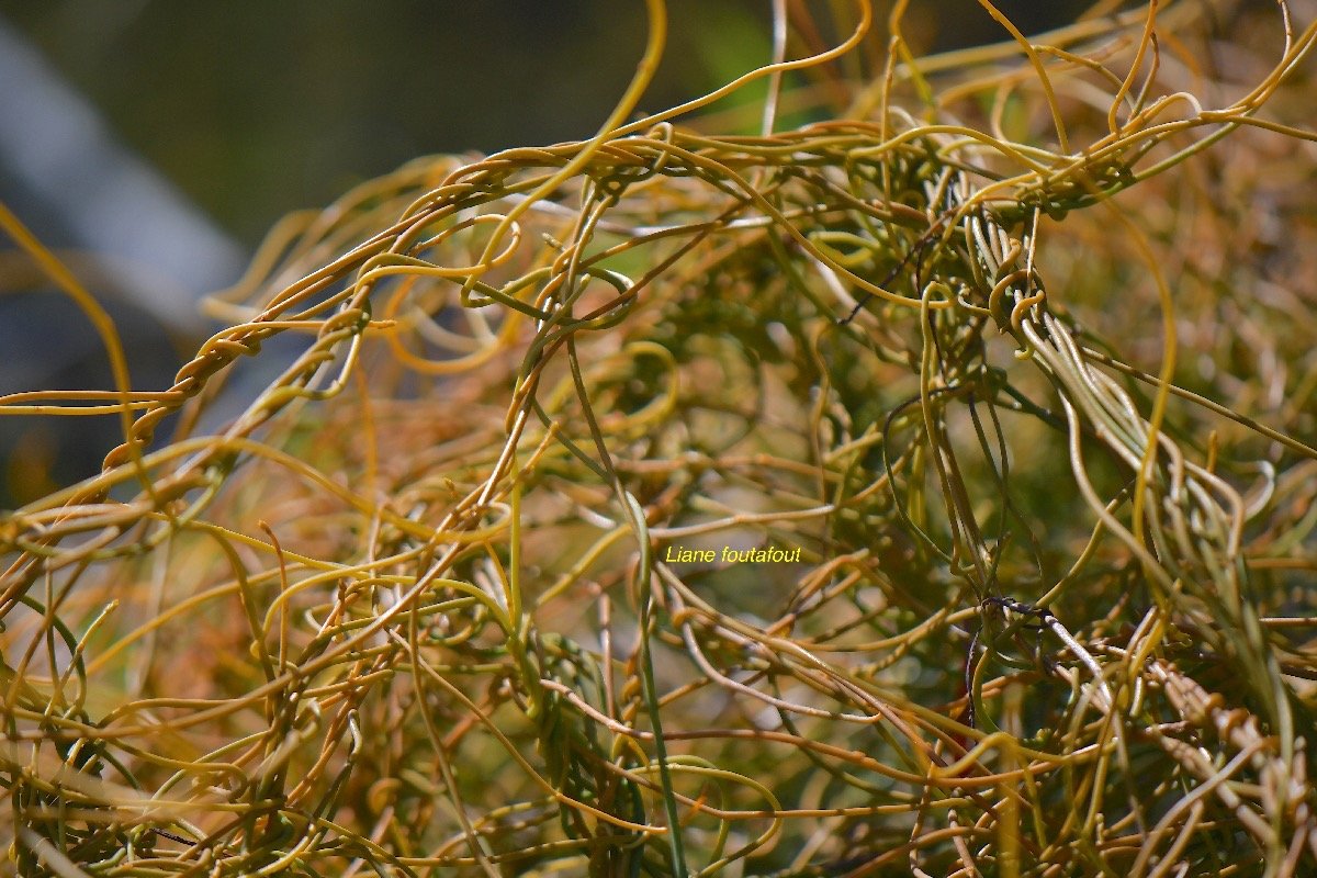 37. Cassytha filiformis Liane foutafout Lau raceae INDIGENE La Réunion 37 JPG.jpeg