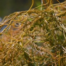 37. Cassytha filiformis Liane foutafout Lau raceae INDIGENE La Réunion 37 JPG.jpeg