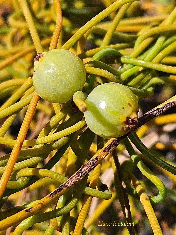 38. Cassytha filiformis Liane foutafout L auraceae INDIGENE La Réunion 38.jpeg